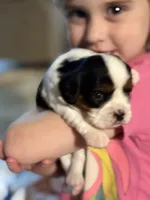 Lance, a male Cavalier King Charles Spaniel for sale in Picayune, MS – 2 of 10