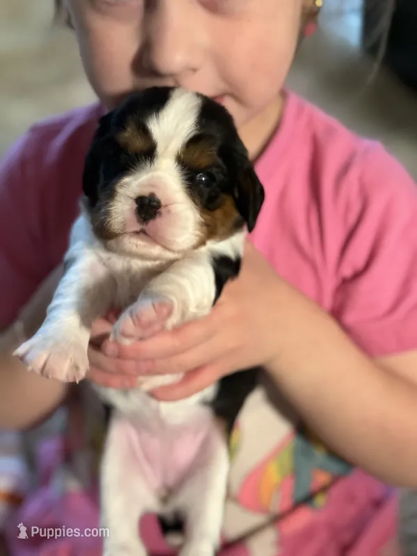 May-May – Cavalier King Charles Spaniel puppy for sale in Picayune, MS