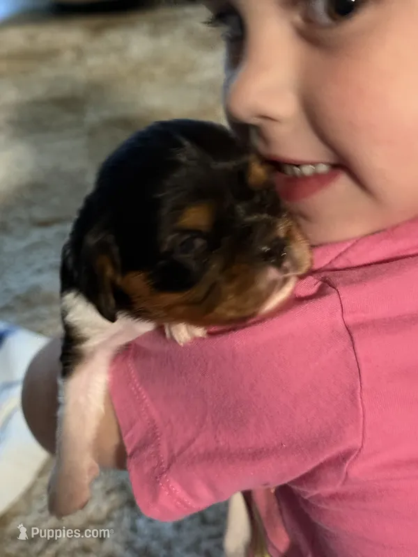 Poppy – Cavalier King Charles Spaniel puppy for sale in Picayune, MS