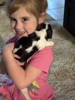 Bear, a male Cavalier King Charles Spaniel for sale in Picayune, MS – 2 of 9