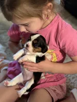 Lance, a male Cavalier King Charles Spaniel for sale in Picayune, MS – 1 of 10