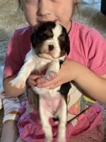 May-May, a female Cavalier King Charles Spaniel for sale in Picayune, MS – 4 of 10