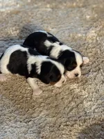 Bear, a male Cavalier King Charles Spaniel for sale in Picayune, MS – 8 of 9