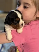 May-May, a female Cavalier King Charles Spaniel for sale in Picayune, MS – 8 of 10