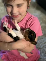 Poppy, a female Cavalier King Charles Spaniel for sale in Picayune, MS – 2 of 10