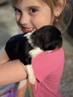 Poppy, a female Cavalier King Charles Spaniel for sale in Picayune, MS – 6 of 10
