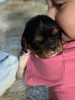 Poppy, a female Cavalier King Charles Spaniel for sale in Picayune, MS – 9 of 10