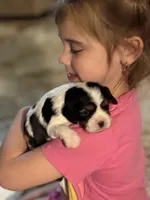 Dottie, a female Cavalier King Charles Spaniel for sale in Picayune, MS – 5 of 10
