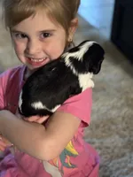 May-May, a female Cavalier King Charles Spaniel for sale in Picayune, MS – 7 of 10