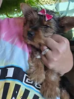 Macy, a female Yorkshire Terrier for sale in Leonard, TX – Photo 3 of 5