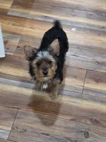 Macy, a female Yorkshire Terrier for sale in Leonard, TX – Photo 1 of 5