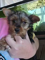 Macy, a female Yorkshire Terrier for sale in Leonard, TX – Photo 2 of 5