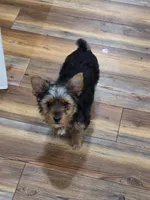 Macy, a female Yorkshire Terrier for sale in Leonard, TX – Photo 5 of 5