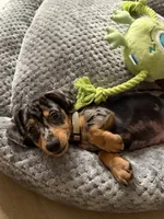 Kopper, a male Miniature Dachshund for sale in Temecula, CA – 3 of 6