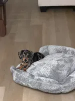 Kopper, a male Miniature Dachshund for sale in Temecula, CA – 2 of 6