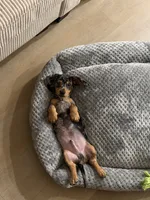 Kopper, a male Miniature Dachshund for sale in Temecula, CA – 4 of 6