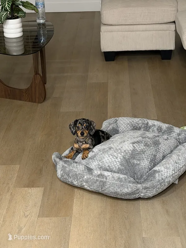 Kopper – Miniature Dachshund puppy for sale in Temecula, CA