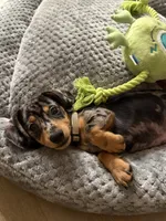 Kopper, a male Miniature Dachshund for sale in Temecula, CA – 6 of 6