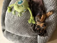 Kopper, a male Miniature Dachshund for sale in Temecula, CA – 5 of 6