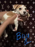 Lemon, a male Jack Russell Terrier for sale in Lake Butler, FL – 1 of 4