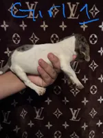 Shanna, a female Jack Russell Terrier for sale in Lake Butler, FL – 3 of 6