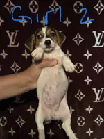 Cali, a female Jack Russell Terrier for sale in Lake Butler, FL – 3 of 5