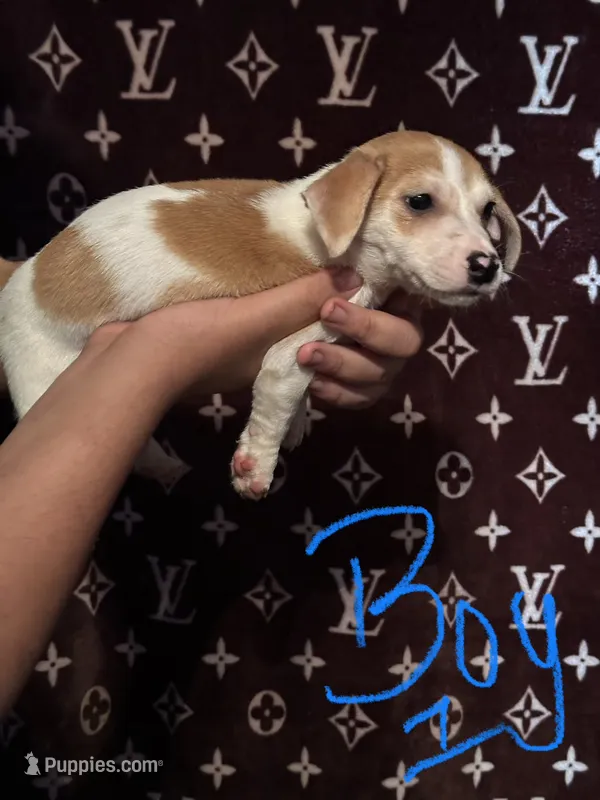Lemon – Jack Russell Terrier puppy for sale in Lake Butler, FL