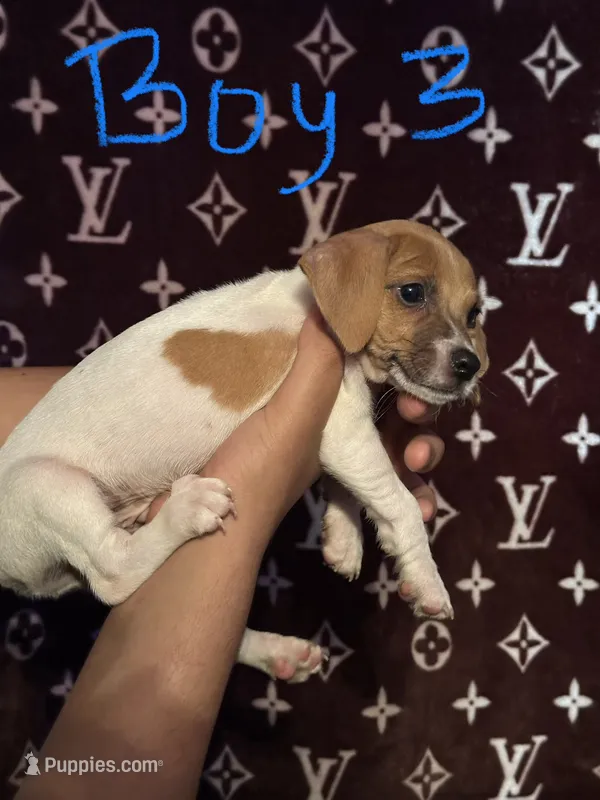 Ricky – Jack Russell Terrier puppy for sale in Lake Butler, FL