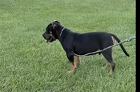 Chaos, a male American Bully for sale in Lake Butler, FL – Photo 6 of 6