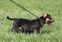 Chaos, a male American Bully for sale in Lake Butler, FL – Photo 5 of 6