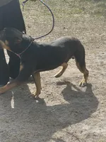 Chaos, a male American Bully for sale in Lake Butler, FL – Photo 2 of 6