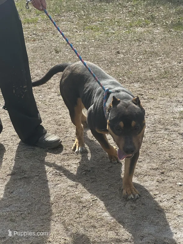 Chaos – American Bully puppy for sale in Lake Butler, FL