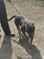 Chaos, a male American Bully for sale in Lake Butler, FL – Photo 1 of 6