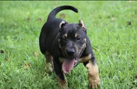 Chaos, a male American Bully for sale in Lake Butler, FL – Photo 3 of 6