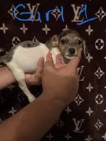 Shanna, a female Jack Russell Terrier for sale in Lake Butler, FL – 1 of 6