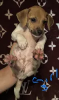 Minnie, a female Jack Russell Terrier for sale in Lake Butler, FL – 1 of 5