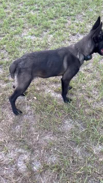 Ms. Jackson, a female Belgian Malinois for sale in Lake Butler, FL – 3 of 3