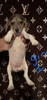 Shanna, a female Jack Russell Terrier for sale in Lake Butler, FL – 2 of 6
