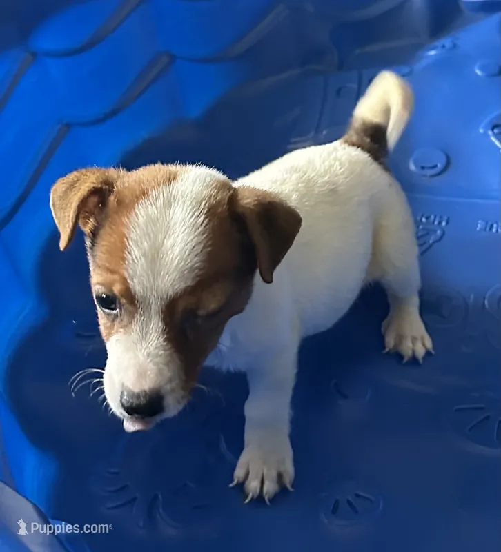 Frankie, a male Jack Russell Terrier for sale in Lake Butler, FL – 1 of 6