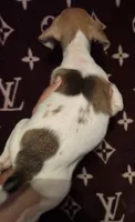 Minnie, a female Jack Russell Terrier for sale in Lake Butler, FL – 4 of 5