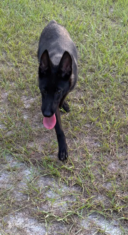 Ms. Jackson – Belgian Malinois puppy for sale in Lake Butler, FL