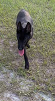 Ms. Jackson, a female Belgian Malinois for sale in Lake Butler, FL – 1 of 3