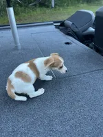 Lemon, a male Jack Russell Terrier for sale in Lake Butler, FL – 2 of 4