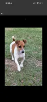 Shanna, a female Jack Russell Terrier for sale in Lake Butler, FL – 6 of 6
