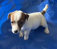 Frankie, a male Jack Russell Terrier for sale in Lake Butler, FL – 4 of 6