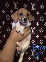 Ricky, a male Jack Russell Terrier for sale in Lake Butler, FL – 3 of 5