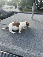 Riddles, a male Jack Russell Terrier for sale in Lake Butler, FL – Photo 4 of 4