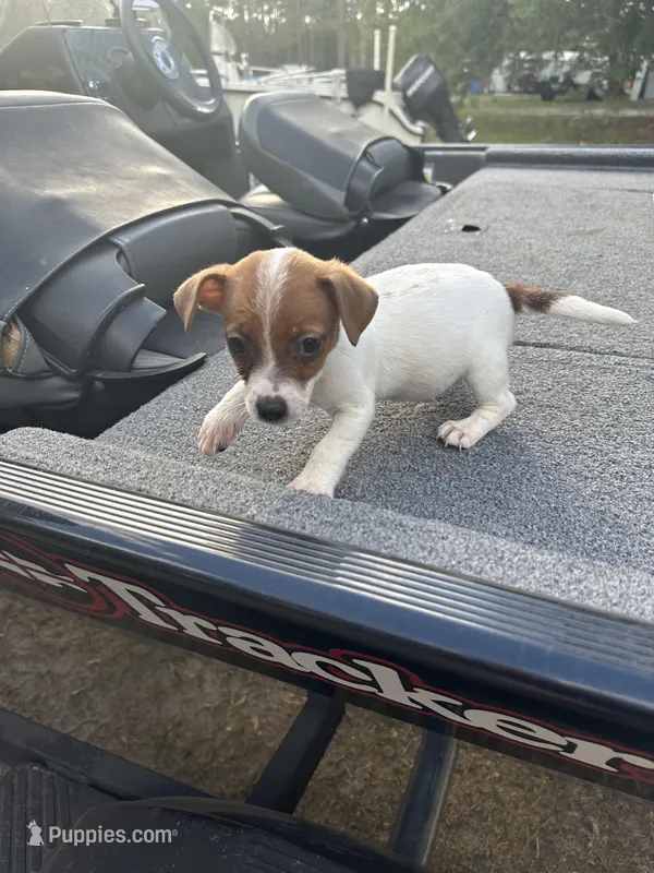 Riddles – Jack Russell Terrier puppy for sale in Lake Butler, FL