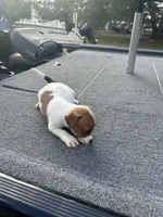 Riddles, a male Jack Russell Terrier for sale in Lake Butler, FL – Photo 3 of 4