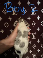 Manny, a male Jack Russell Terrier for sale in Lake Butler, FL – 2 of 5